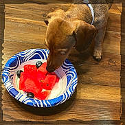 Blaze joined the competition — help win amazing prizes! dog, puppy, brown_dog, watermelon, blueberries, paper_bowl, wooden_floor, sunlight, sniffing, pet, food, fruit, summer, indoor, closeup, cute, animal, small_dog, curious, collar