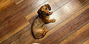 Blaze is registered to the contest to win money with this photo: dog, dachshund, puppy, wooden_floor, indoor, pet, looking_up, brown_fur, small_dog, flooring, slipper, person, casual_clothing, home, cute, animal, companion, domestic, floor, curious