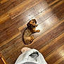 dog, dachshund, puppy, wooden_floor, indoor, pet, looking_up, brown_fur, small_dog, flooring, slipper, person, casual_clothing, home, cute, animal, companion, domestic, floor, curious