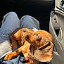 animal, brown_fur, car_interior, casual_clothing, collar, comfort, cute, dachshund, dog, door_panel, indoor, lap, pet, pet_accessory, puppy, relaxing, shadow, short_hair, sunlight, window