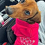animal, brown_fur, car, casual, closeup, clothing, companion, cozy, crossbones, cute, dachshund, dog, hoodie, indoor, looking_back, pet, pink, seat, seatbelt, skull