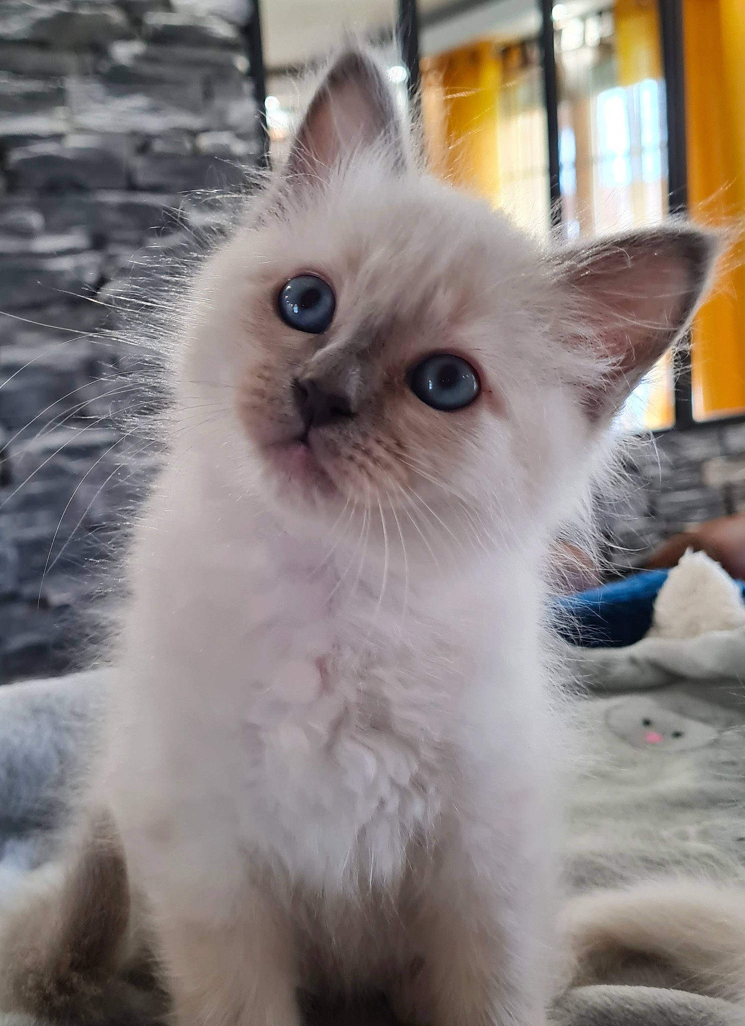 Snoopy participe au concours pour gagner de l'argent avec cette photo : birman, british_longhair, carnivore, cat, claw, electric_blue, fawn, felidae, fur, iris, ragdoll, small_to_medium_sized_cats, snout, thai, whiskers