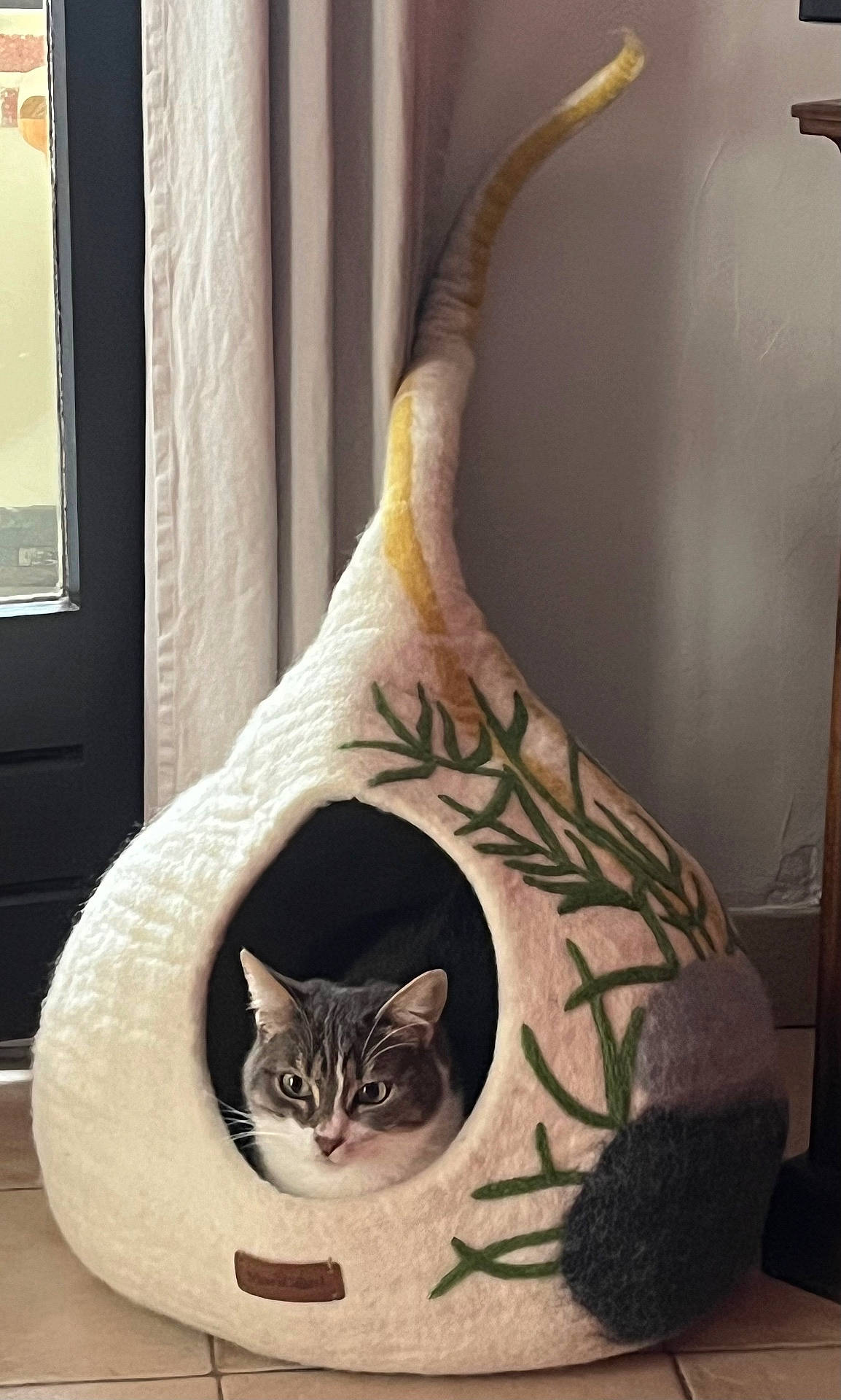 Bliss participe au concours pour gagner de l'argent avec cette photo : abyssinian, animal, canine, cat, den, dog, dogbed, food, furniture, gourd, indoors, kitten, manx, person, pet, plant, produce, skin, tattoo, vegetable
