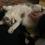 Bliss a rejoint le concours — aidez-le/la à gagner de superbes lots ! animal, belly_rub, black_background, cat, comfort, companion, cozy, curious, domestic_cat, fur, gray_fur, hand, home, indoor, paw, pet, relaxed, resting, toy, white_fur