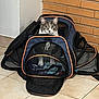 Bliss participe au concours pour gagner de l'argent avec cette photo : alert, animal, brick_wall, cat, container, cozy, curious, domestic_cat, feline, home, indoor, looking, mesh, pet, pet_carrier, quiet, resting, sitting, tiled_floor, zipper