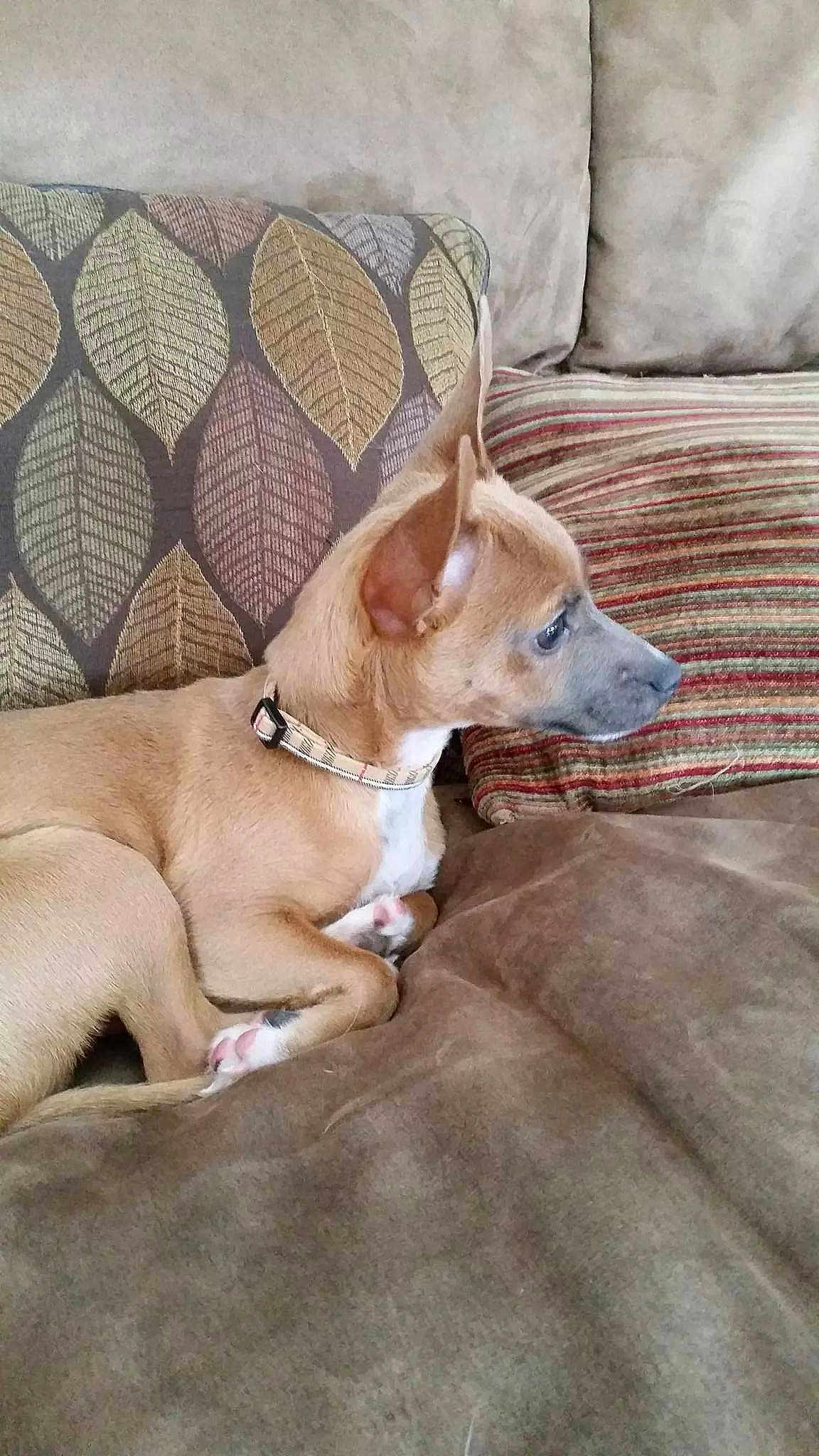 Cheech