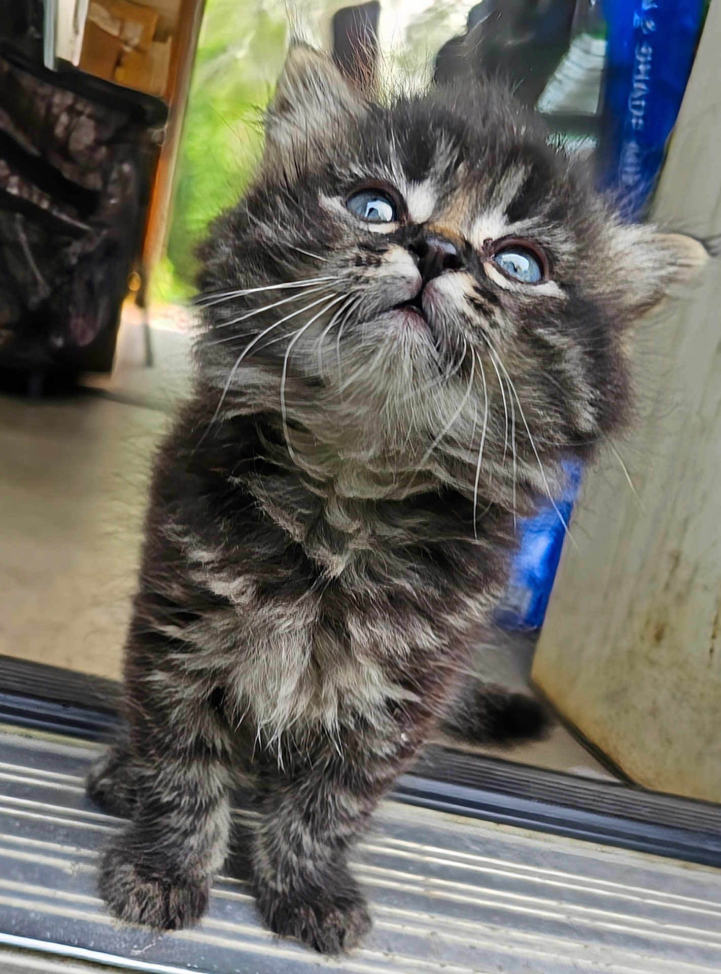 Loki