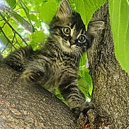 Loki joined the competition — help win amazing prizes! kitten, cat, tree, branch, leaves, nature, animal, outdoor, fur, curious, climbing, green, young, pet, whiskers, eyes, closeup, wildlife, mammal, playful