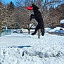 dog, black_dog, frisbee, snow, jumping, outdoor, winter, tree, blue_sky, pet, catching, playing, animal, canine, daylight, yard, fur, collar, active, nature