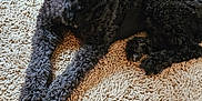 Quinn is registered to the contest to win money with this photo: dog, curly_fur, black_dog, pet, indoor, rug, textured_rug, relaxed, lying_down, glass_door, natural_light, cozy, floor, home, canine, fur, animal, domestic, companion, quiet