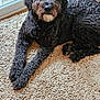 dog, curly_fur, black_dog, pet, indoor, rug, textured_rug, relaxed, lying_down, glass_door, natural_light, cozy, floor, home, canine, fur, animal, domestic, companion, quiet