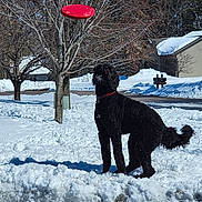 Quinn is registered to the contest to win money with this photo: dog, black_dog, frisbee, snow, winter, outdoor, tree, bare_trees, red_collar, playful, pet, animal, yard, leisure, daylight, cold, nature, park, canine, catching