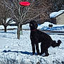 dog, black_dog, frisbee, snow, winter, outdoor, tree, bare_trees, red_collar, playful, pet, animal, yard, leisure, daylight, cold, nature, park, canine, catching