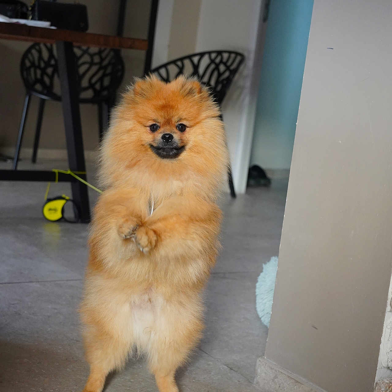 Pourson participe au concours pour gagner de l'argent avec cette photo : accessories, animal, canine, chair, chow, dog, eskimodog, furniture, goldenretriever, hardwood, indoors, interiordesign, pet, plywood, puppy, slate, strap, table, terrier, wood