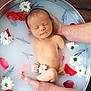baby, newborn, infant, milky_bath, hands, flower_petals, white_flowers, red_petals, peaceful, sleeping, skin, water, tub, relaxing, soft_light, closeup, portrait, naked, fresh, gentle