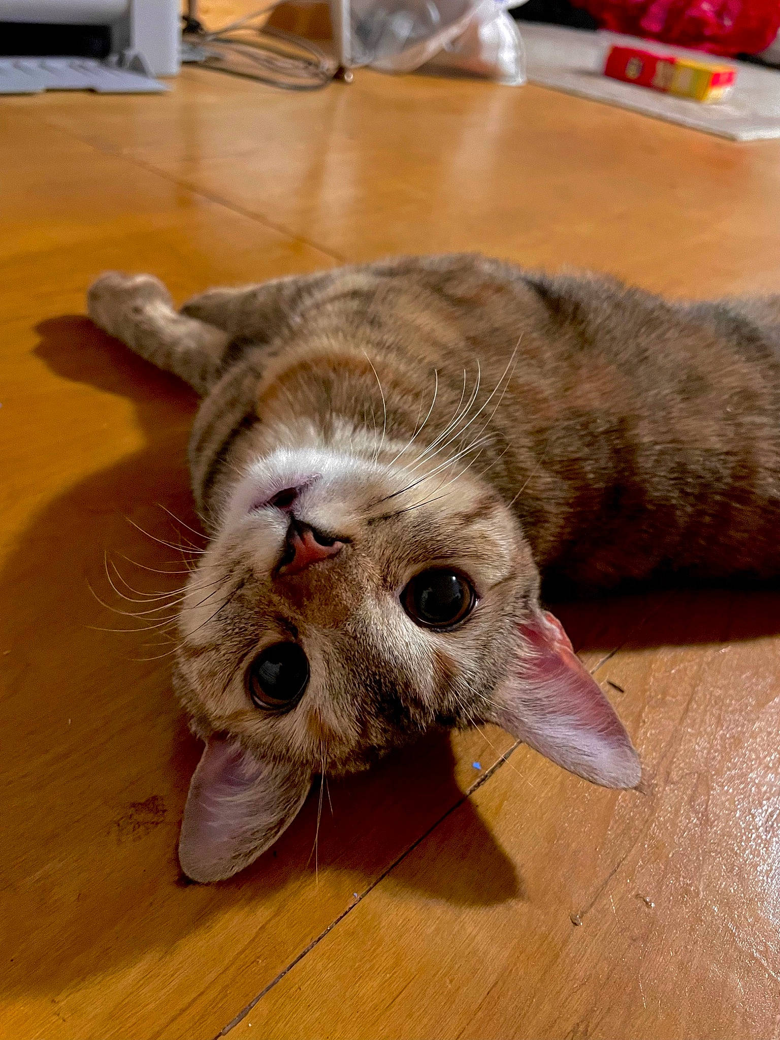 Kuku joined the competition — help win amazing prizes! carnivore, cat, chair, claw, comfort, domestic_short_haired_cat, fawn, felidae, flooring, fur, hardwood, paw, small_to_medium_sized_cats, snout, tableware, varnish, whiskers, wood, wood_flooring