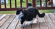 Chomel joined the competition — help win amazing prizes! animal, backyard, black_and_white, cat, collar, curious, daylight, deck, domestic_cat, feline, fluffy, grass, nature, outdoor, pet, railing, sunlight, tag, walking, wooden_deck