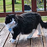 Chomel joined the competition — help win amazing prizes! animal, backyard, black_and_white, cat, collar, curious, daylight, deck, domestic_cat, feline, fluffy, grass, nature, outdoor, pet, railing, sunlight, tag, walking, wooden_deck