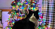 Chomel is registered to the contest to win money with this photo: black_and_white, cat, christmas_tree, closeup, colorful_lights, cozy, decorations, domestic_cat, festive, fluffy, furniture, holiday, holiday_decor, indoor, living_room, pet, portrait, sitting, table, wooden_table