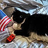 Chomel joined the competition — help win amazing prizes! american_flag, animal, bed, black_and_white_cat, blanket, cat, celebration, cozy, domestic_animal, feline, flag, fur, holiday, independence_day, indoor, pet, red_blocks, relaxing, resting, sleeping