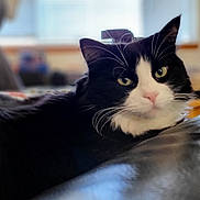 Chomel is registered to the contest to win money with this photo: black_and_white_fur, blanket, bokeh, cat, close_up, couch, curious, feline, furniture, green_eyes, indoor, living_room, pet, portrait, relaxed, shallow_depth_of_field, soft_focus, tuxedo_cat, whiskers, window