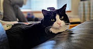 Chomel is registered to the contest to win money with this photo: black_and_white_fur, blanket, bokeh, cat, close_up, couch, curious, feline, furniture, green_eyes, indoor, living_room, pet, portrait, relaxed, shallow_depth_of_field, soft_focus, tuxedo_cat, whiskers, window