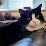 Chomel is registered to the contest to win money with this photo: black_and_white_fur, blanket, bokeh, cat, close_up, couch, curious, feline, furniture, green_eyes, indoor, living_room, pet, portrait, relaxed, shallow_depth_of_field, soft_focus, tuxedo_cat, whiskers, window