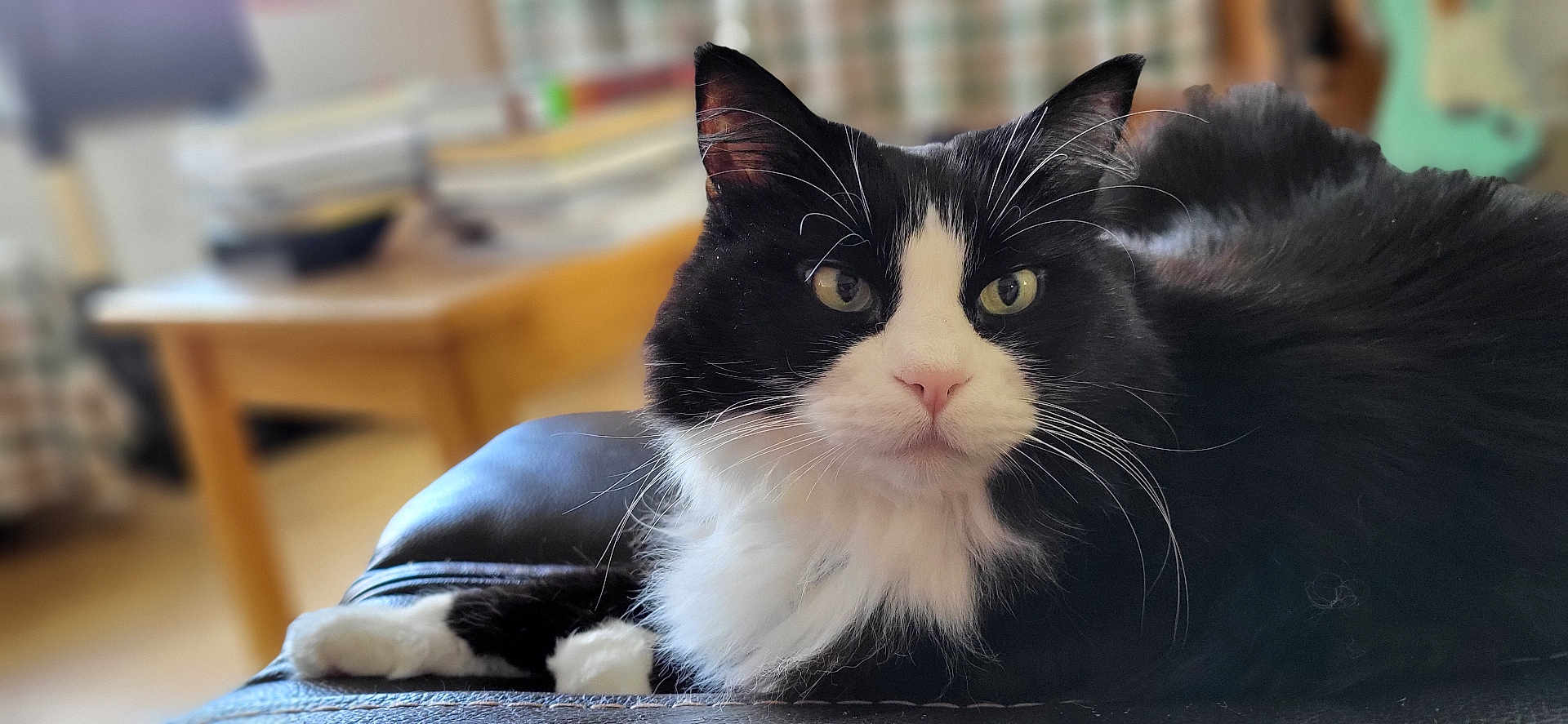 Chomel joined the competition — help win amazing prizes! animal, background_blur, black_and_white, calm, cat, close_up, cozy, cute, domestic, eyes, furniture, furry, indoor, leather, pet, portrait, relaxing, sitting, table, whiskers