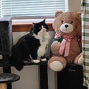 Chomel joined the competition — help win amazing prizes! animal, black_and_white, cat, cat_tree, cozy, curtains, domestic, fluffy, furniture, home, indoor, pet, pink, plush_toy, ribbon, sitting, soft_toy, teddy_bear, window, wooden_sill
