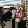 Chomel joined the competition — help win amazing prizes! animal, black_and_white, cat, cat_tree, cozy, curtains, domestic, fluffy, furniture, home, indoor, pet, pink, plush_toy, ribbon, sitting, soft_toy, teddy_bear, window, wooden_sill