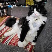 Chomel joined the competition — help win amazing prizes! black_and_white, blanket, bookshelf, cat, collar, couch, cozy, fur, furniture, indoor, living_room, long_hair, paws, pet, portrait, relaxed, sitting, tag, tuxedo_cat, whiskers