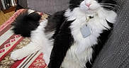 Chomel joined the competition — help win amazing prizes! black_and_white, blanket, bookshelf, cat, collar, couch, cozy, fur, furniture, indoor, living_room, long_hair, paws, pet, portrait, relaxed, sitting, tag, tuxedo_cat, whiskers