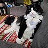 Chomel joined the competition — help win amazing prizes! black_and_white, blanket, bookshelf, cat, collar, couch, cozy, fur, furniture, indoor, living_room, long_hair, paws, pet, portrait, relaxed, sitting, tag, tuxedo_cat, whiskers