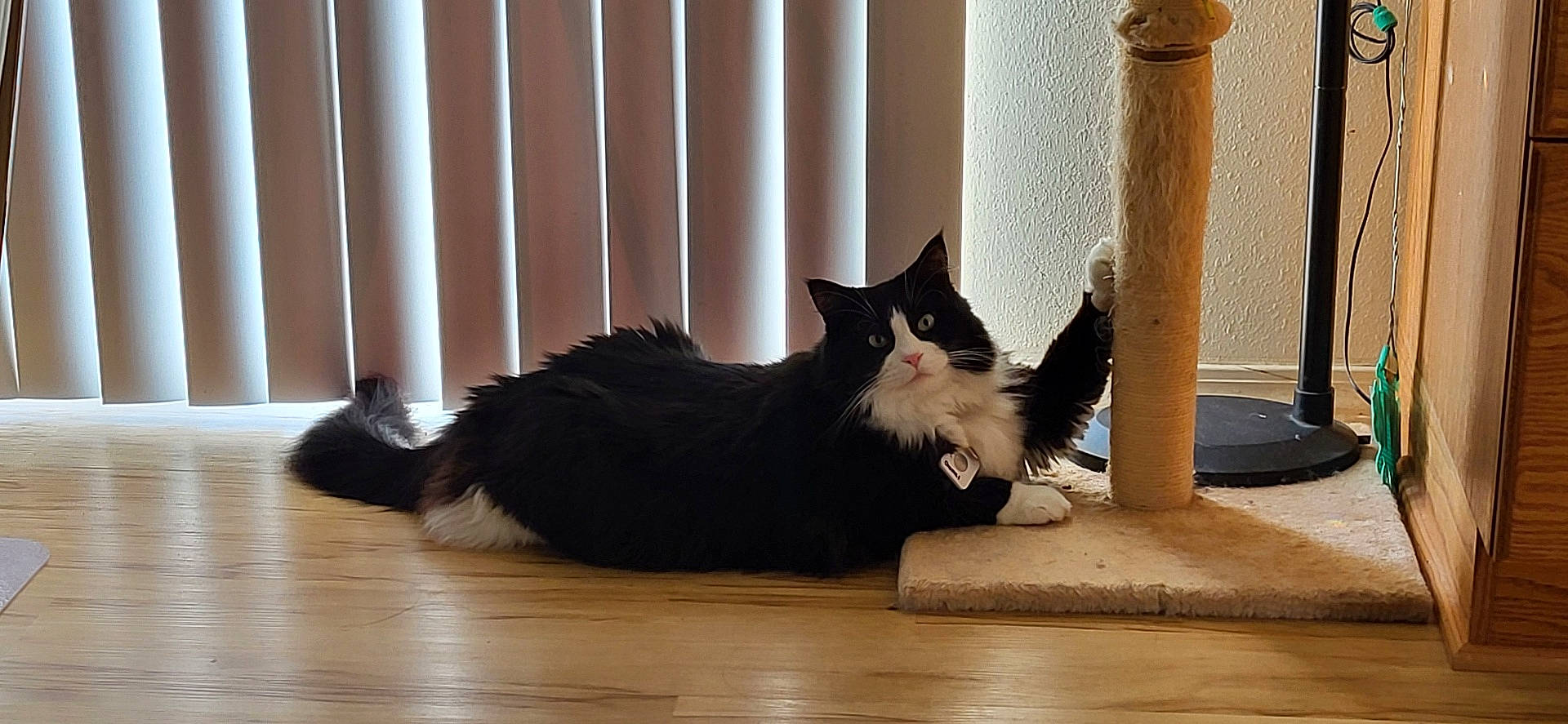 Chomel joined the competition — help win amazing prizes! black_and_white, cabinet, cat, collar, curious, feline, flooring, fur, home, indoor, light, paw, pet, relaxed, scratching_post, shadow, tag, vertical_blinds, whiskers, wooden_floor