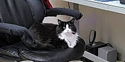 Chomel joined the competition — help win amazing prizes! animal, black_and_white, black_chair, cable, cat, desk, domestic_animal, electronics, feline, fur, furniture, home_office, indoor, looking_at_camera, office_chair, pet, relaxed, sitting, technology, whiskers