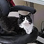Chomel joined the competition — help win amazing prizes! animal, black_and_white, black_chair, cable, cat, desk, domestic_animal, electronics, feline, fur, furniture, home_office, indoor, looking_at_camera, office_chair, pet, relaxed, sitting, technology, whiskers
