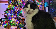 Elvis is registered to the contest to win money with this photo: angora, animal, cat, christmas, christmasdecorations, christmastree, christmastreeornaments, computerhardware, electronics, festival, hardware, kitten, lighting, manx, monitor, person, pet, plant, screen, tree