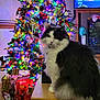 Elvis is registered to the contest to win money with this photo: angora, animal, cat, christmas, christmasdecorations, christmastree, christmastreeornaments, computerhardware, electronics, festival, hardware, kitten, lighting, manx, monitor, person, pet, plant, screen, tree