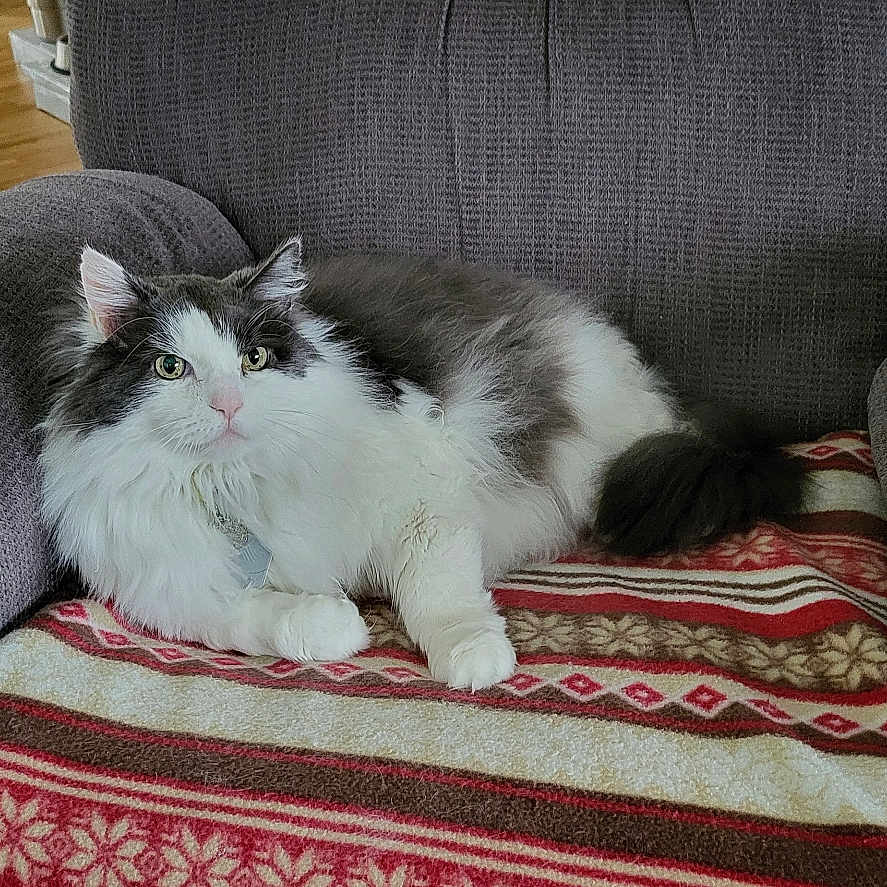 Elvis