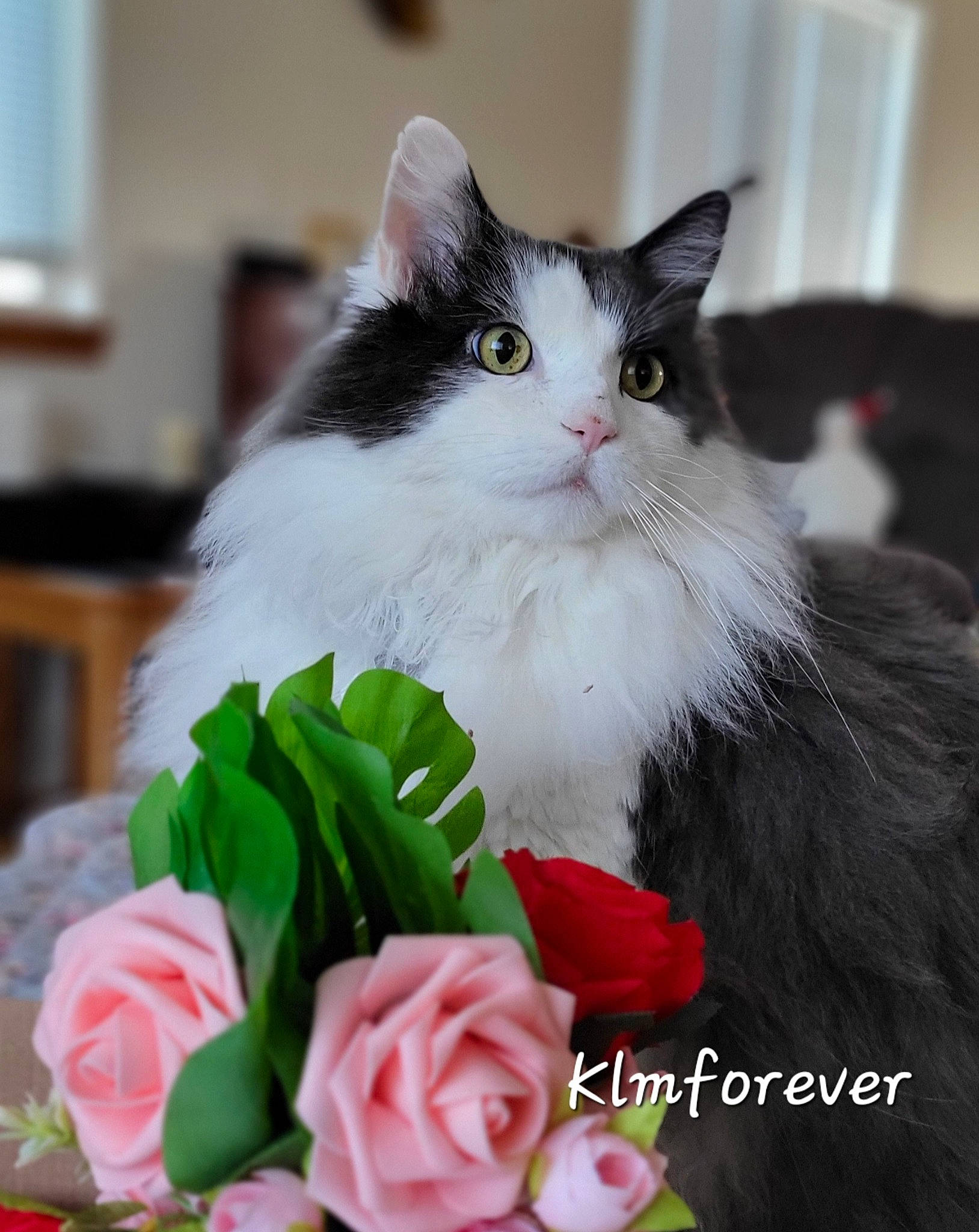 Elvis joined the competition — help win amazing prizes! artificial_flower, carnivore, cat, cut_flowers, event, fashion_accessory, felidae, flower, flower_arranging, flowering_plant, formal_wear, fur, grass, happy, petal, plant, rose, rose_order, small_to_medium_sized_cats, whiskers