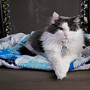 Elvis is registered to the contest to win money with this photo: bed, blanket, cat, chair, closeup, collar, cozy, domestic_animal, feline, grey_fur, indoor, long_hair_cat, lounging, paws, pet, portrait, relaxed, tag, whiskers, white_fur