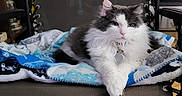 Elvis is registered to the contest to win money with this photo: bed, blanket, cat, chair, closeup, collar, cozy, domestic_animal, feline, grey_fur, indoor, long_hair_cat, lounging, paws, pet, portrait, relaxed, tag, whiskers, white_fur