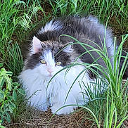 Elvis is registered to the contest to win money with this photo: animal, cat, close_up, curious, eyes, feline, fluffy, fur, grass, gray, greenery, long_hair, natural_light, nature, outdoor, pet, plants, resting, white, wildlife