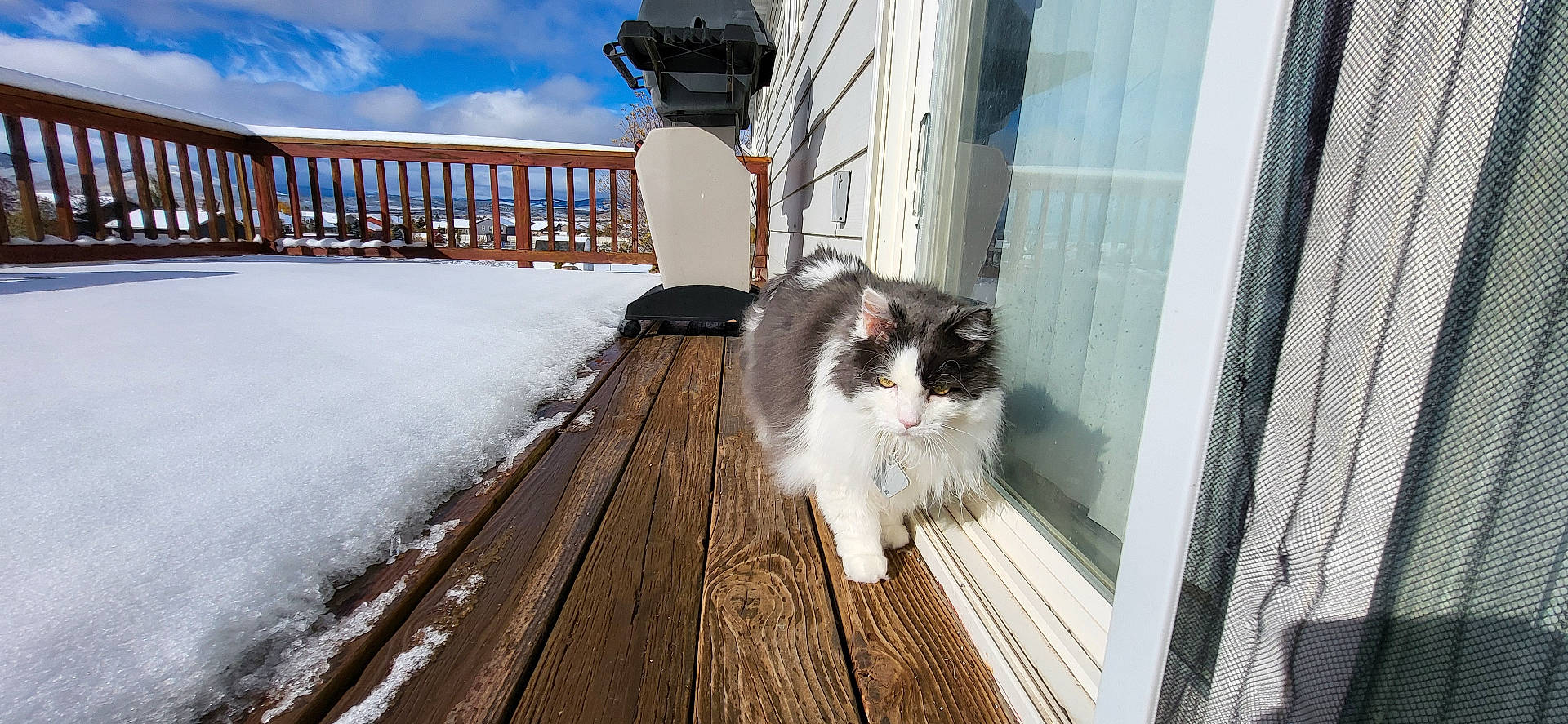 Elvis
