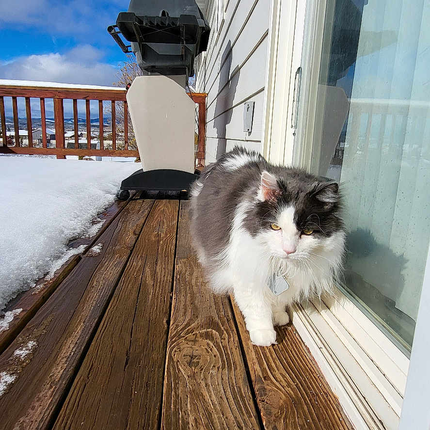 Elvis