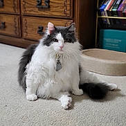 Elvis is registered to the contest to win money with this photo: animal, books, carpet, cat, collar, cozy, dresser, feline, fluffy, furniture, grey, home, indoor, pet, portrait, shelf, sitting, tag, tail, white