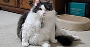 Elvis is registered to the contest to win money with this photo: animal, books, carpet, cat, collar, cozy, dresser, feline, fluffy, furniture, grey, home, indoor, pet, portrait, shelf, sitting, tag, tail, white