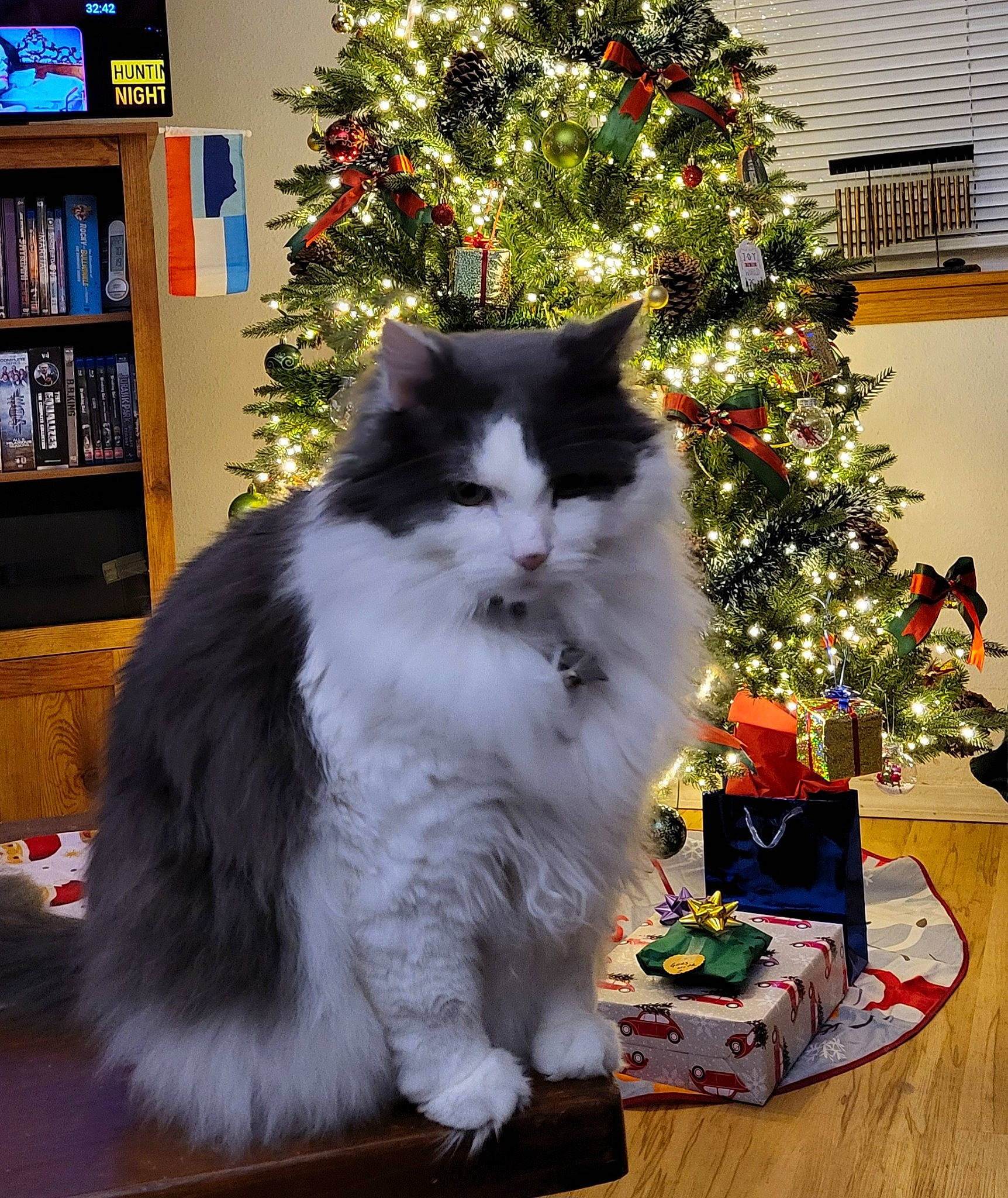 Elvis is registered to the contest to win money with this photo: bookcase, carnivore, cat, christmas, christmas_decoration, christmas_ornament, christmas_tree, conifer, event, felidae, fur, holiday, plant, room, shelf, small_to_medium_sized_cats, tree, whiskers, window, wood