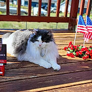 Elvis is registered to the contest to win money with this photo: american_flags, animal, black_and_white, calendar_block, cat, celebration, fence, flowers, fluffy, grass, holiday, independence_day, outdoor, patriotic, pet, relaxed, suburban, summer, sunlight, wooden_deck