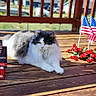Elvis is registered to the contest to win money with this photo: american_flags, animal, black_and_white, calendar_block, cat, celebration, fence, flowers, fluffy, grass, holiday, independence_day, outdoor, patriotic, pet, relaxed, suburban, summer, sunlight, wooden_deck